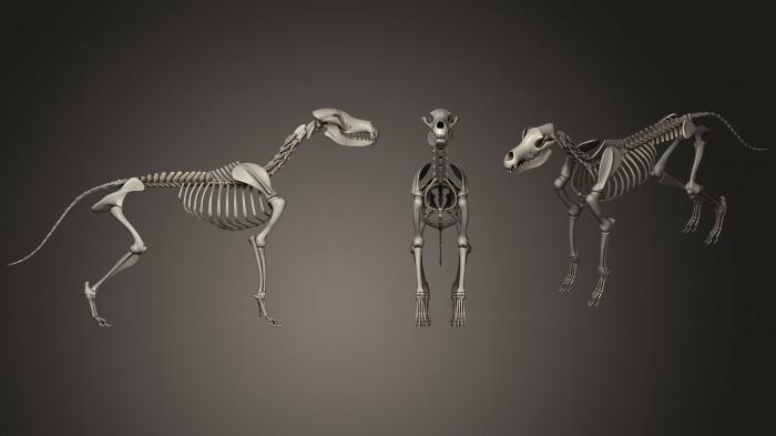 Anatomy of skeletons and skulls (ANTM_0389) 3D model for CNC machine